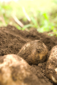 大地の恵みをいただく。